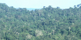 The Amazon Rainforest also called the Amazon Jungle
