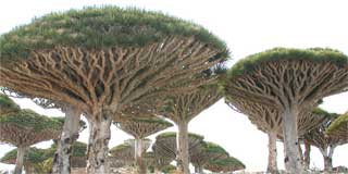 Socotra Island Dragon Tree Dracaena cinnabari