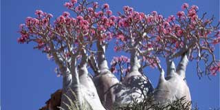 Desert Rose, some kind of a cool alien looking plant