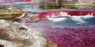 Cano Cristales