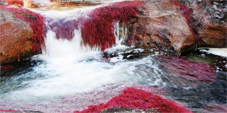 Cano Cristales Image 2