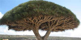 Socotra Island Tree