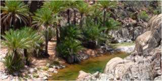 Socotra Islands Trees and Beach
